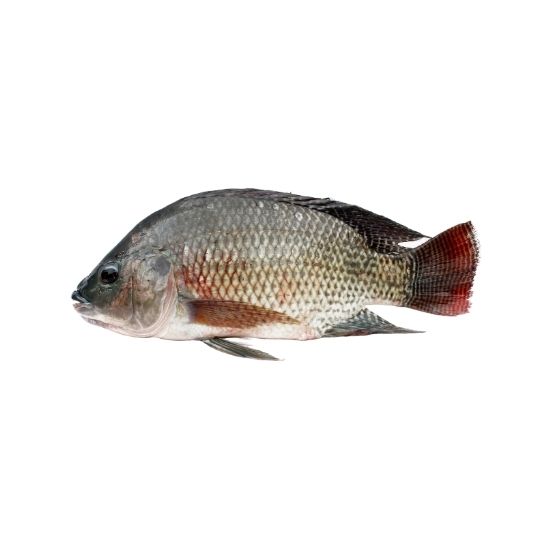 Tilapia Batangas
