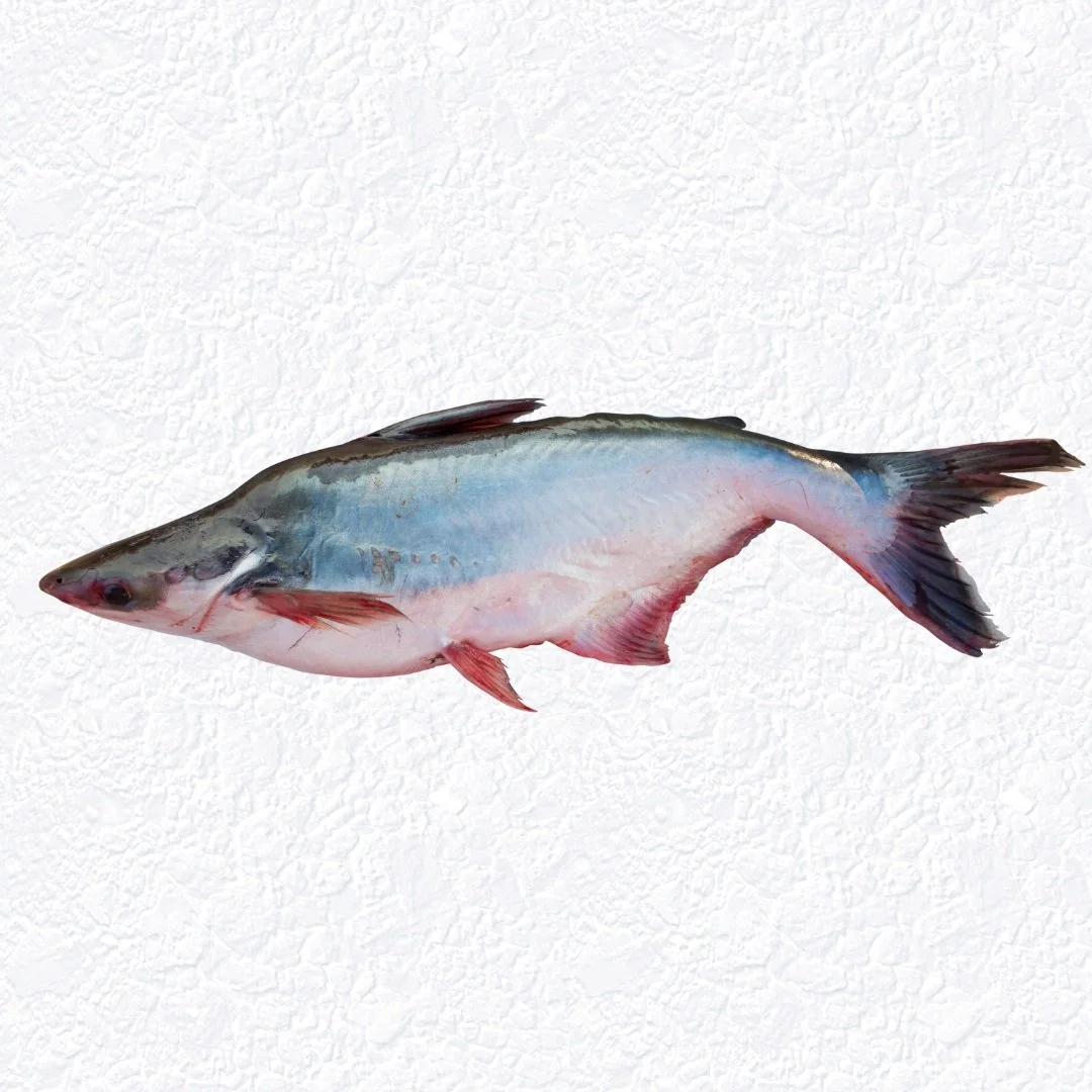Pangasius